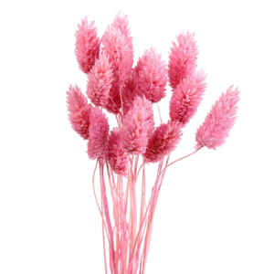 Pink Preserved Grass | 20 Stems